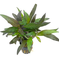 Hygrophila angustifolia rubra in pot @