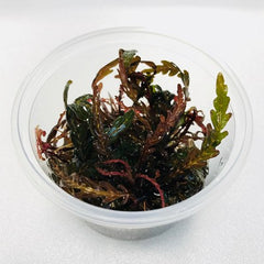 Hygrophila pinnatifida in cup 100 cc.