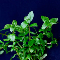 Hygrophila roseanerva in pot #