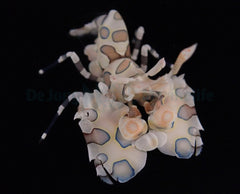 Hymenocera picta - T.B.