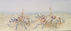 Hymenocera picta (Pair)