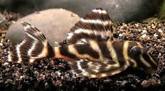 Hypancistrus furunculus L199 SM