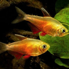 Hyphessobrycon flammeus yellow M