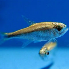 Hyphessobrycon saizi Goudklompje M
