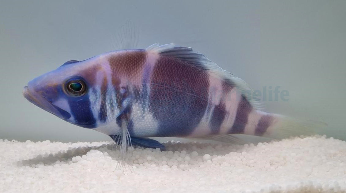 Hypoplectrus indigo