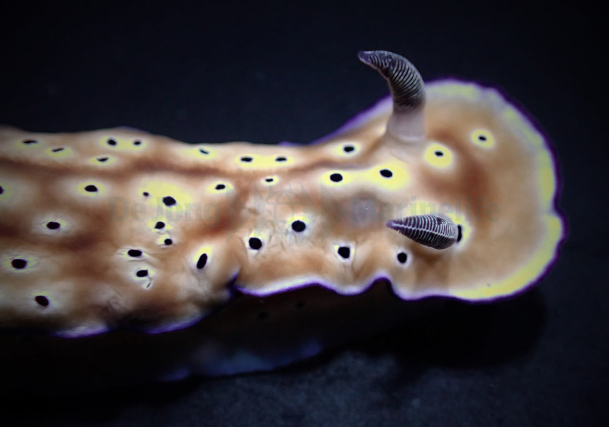 Hypselodoris tryoni