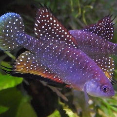 Hypsolebias faouri Tandkarper L