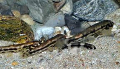 Protomyzon pachychilus Panda loach SM