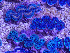 Tridacna maxima (Ultra Blue Pacific) 8cm