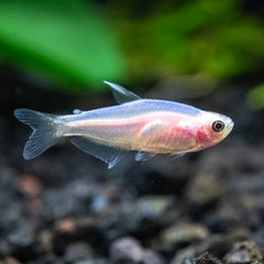 Inpaichthys keeri pink gold-keizertetra