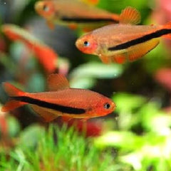 Inpaichthys luizae