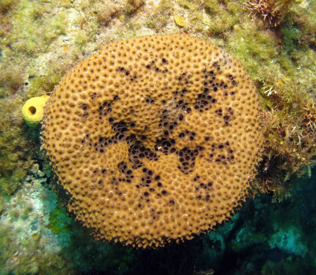 Ircinia felix