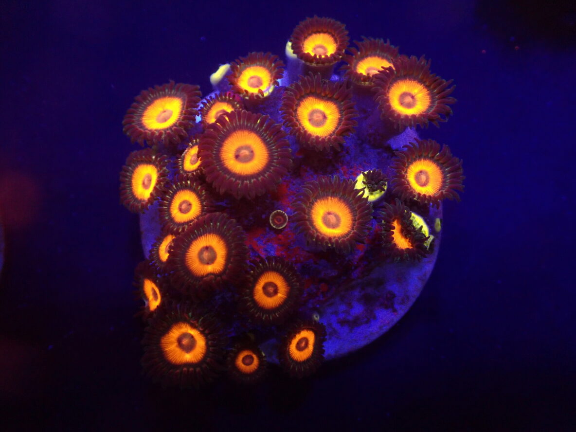 Zoanthus spp. (Johnny Pumpkin) (frag)