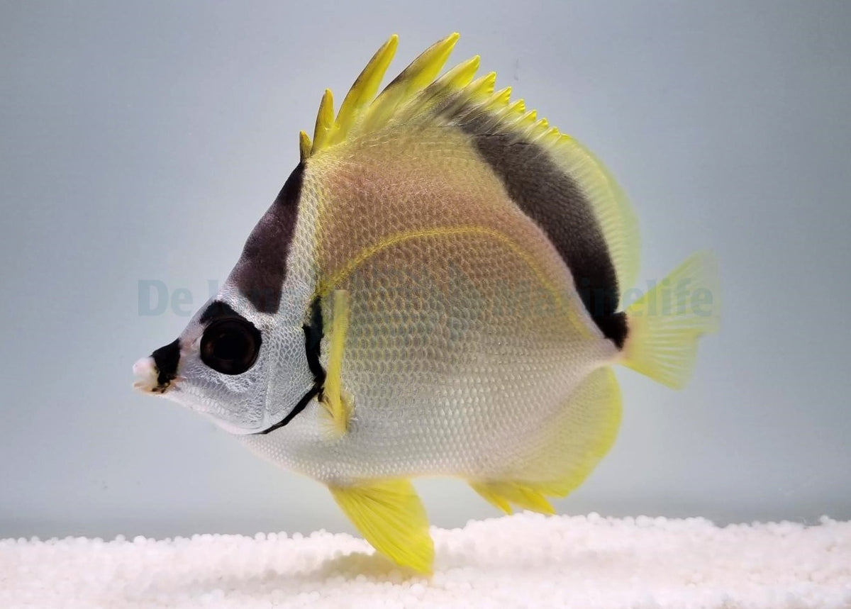 Johnrandallia nigrirostris