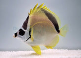 Johnrandallia nigrirostris