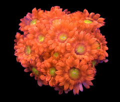 Goniopora spp. (Juicy Pumkin) (frag)