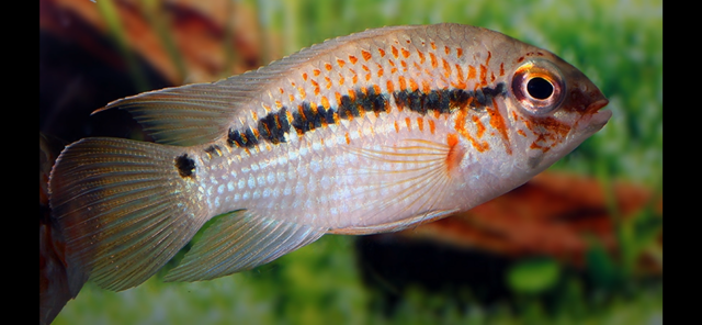 Krobia xinguensis 6-10cm