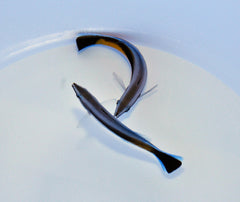 Labroides dimidiatus (Tonga)