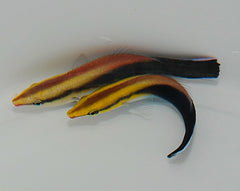 Labroides pectoralis