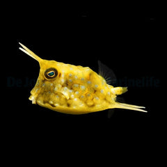Lactoria cornuta