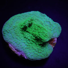 Montipora spp. (Laminar) (Green) (frag)