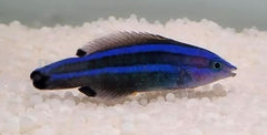 Larabicus quadrilineatus