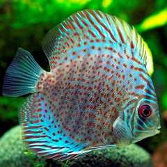 S.discus Discus leopard 6-7 cm