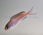 Lepidozygus tapeinosoma