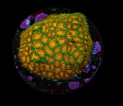 Leptastrea spp. (Ultra) (frag)