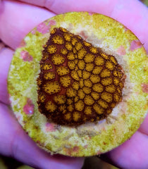 Leptastrea spp. (Premium) (frag)