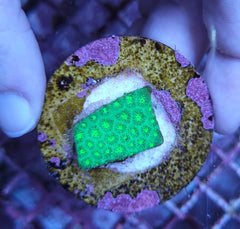 Leptastrea spp. (Premium) (frag)