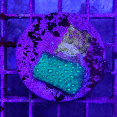 Leptastrea spp. (Premium) (frag)