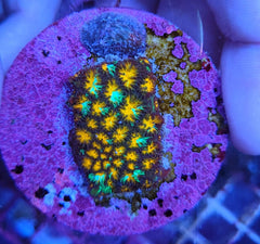 Leptastrea spp. (Ultra) (frag)