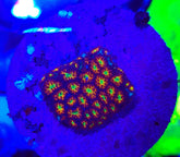 Leptastrea spp. (Ultra) (frag)