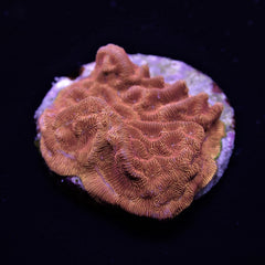 Leptoseris spp. (Premium) (frag)