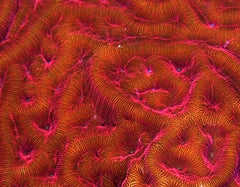 Leptoseris spp. (Ultra)