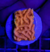 Leptoseris spp. (Ultra) (frag)