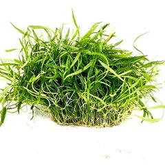 Lilaeopsis novaezelandiae op net 15x10