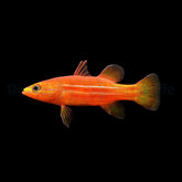 Liopropoma africanum (Very Rare) - 79e