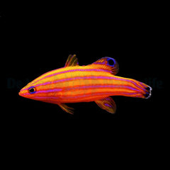 Liopropoma carmabi