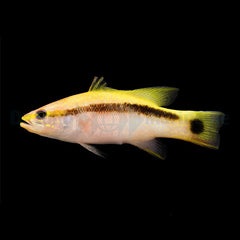 Liopropoma latifasciatum