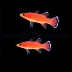 Liopropoma mowbrayi