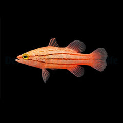 Liopropoma susumi