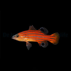 Liopropoma swalesi