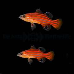 Liopropoma swalesi