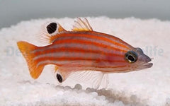 Liopropoma swalesi