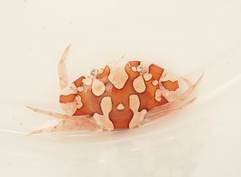 Lissocarcinus laevis