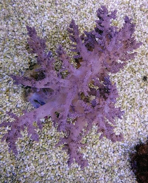 Lithophyton spp.