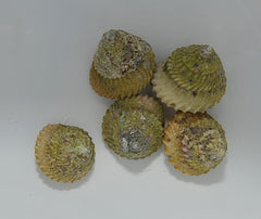 Lithopoma tectum