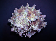 Lithopoma tectum (Show)